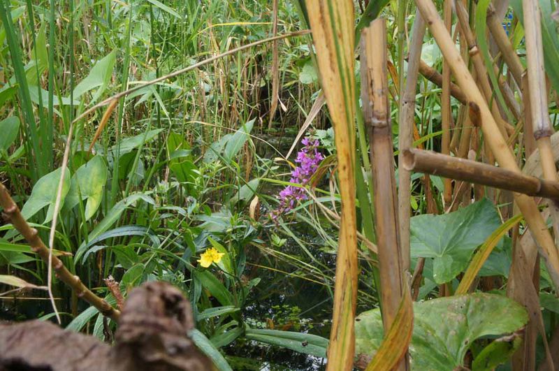 File:Bob Braine Pet Estuary DSC01499 72 1000.jpg