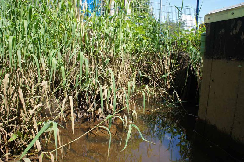 File:Bob Braine Pet Estuary DSC07843 72 1000.jpg