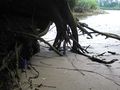 Erosion am Wurzelwerk 72 450.jpg