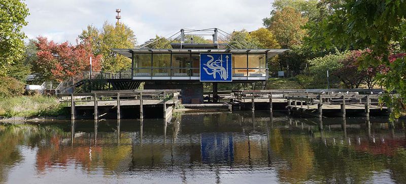 File:Freie-Flusszone Wallanlagen 20181001 047 1020.jpg