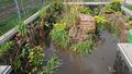 Bob Braine Pet Estuary DSC00134 72 555.jpg