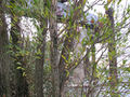 Thumbnail for version as of 08:51, 20 December 2013