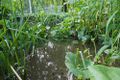 Bob Braine Pet Estuary DSC07641 72 1000.jpg