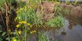 Bob Braine Pet Estuary DSC00137-b 72 1000.jpg