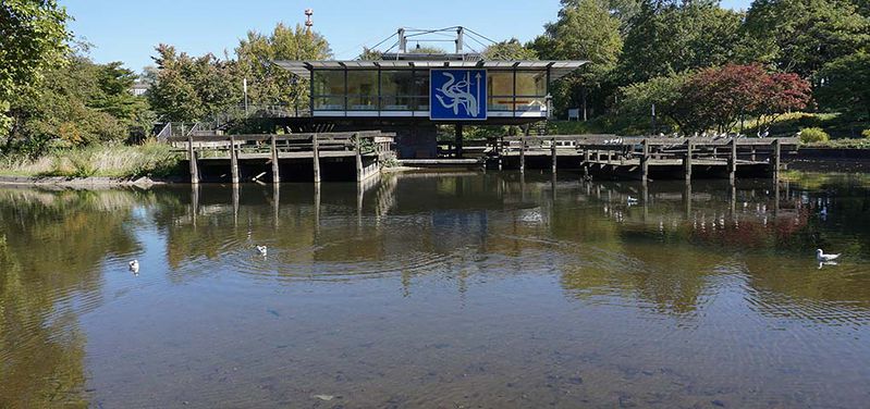 File:Freie-Flusszone Planten un Blomen Wallanlagen 20180918 014 1020.jpg