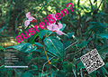 Joerg v Prondzinski Plakat Druesiges Springkraut A1 JPG 72 200.jpg